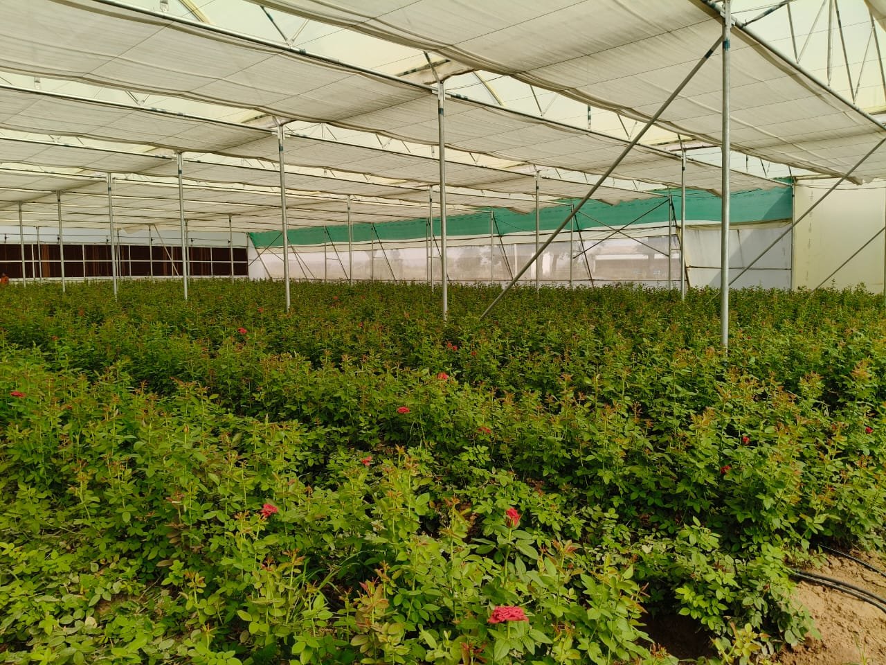 Polyhouse Tomato Farming